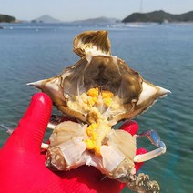 서해안 활 암꽃게 1kg/ 3-7미내외(소/중) 신선함이 살이있는 서해바다 활꽃게, 활 암꽃게 (중) 1kg 3-4미내외, 1개