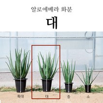 프리미엄 생알로에 베라 사포나리아 식용 알로에 알로에화분 2kg 3kg 5kg, 1박스, 알로에 베라화분 대