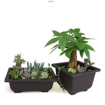 사각 분재 화분 분재분 플라스틱 화분 분갈이, C17X17, 1개