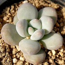 후레뉴 예쁜다육 랜덤발송 1023-03, 단품