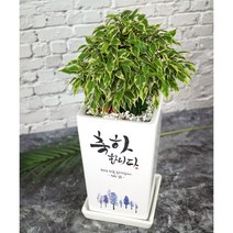 [메세지화분] 축하합니다 Ver1 승진 영전 개업 이사 생일 축하화분, 랜덤(추천)화초
