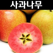 사과/시나노골드 나무 묘목 대목M26 접목1년 뿌리 특묘 1개/유실수/과수