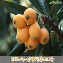 착한가격나무생각/비파나무/실생2년/포트