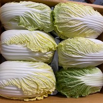 일등야채 알배기 알배추 알배기배추 1box, 1박스, 8kg~9kg