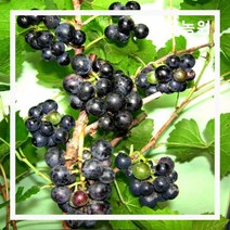 개량머루 결실주 5치 장포트