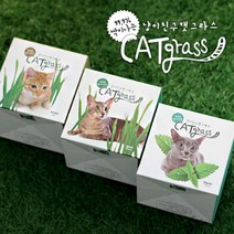 꿈쟁이 캣그라스 투명화분 3종 귀리/밀/캣닢, 캣닢
