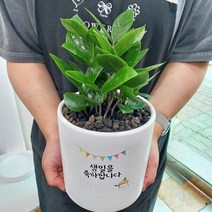 축하 화분메세지 화이트화분 금전수 지름 15cm, 1개