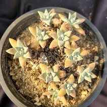 [메카다육]29-1028 화이트그리니(두들레야) 화분포함 다육식물 선인장 다육금 다육철화 두들레야 아프리카식물 코노피튬 하월시아 수입다육이 국민이