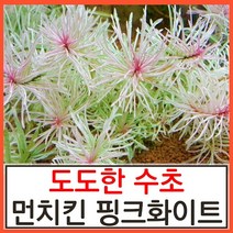 수초하우스) 먼치킨 핑크화이트 4줄기
