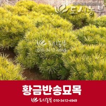도시농부/황금반송/반송 묘목/폭40cm~60cm, 폭 50cm~60cm