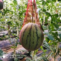 하우스 수박망대 두툼한 참외망대 멜론 10근 빨간 끈, 옵션01, 50cm 두께의 참외 9-15kg