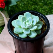 다육e닷컴 다육이 아이시그린