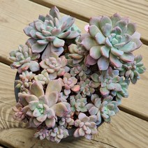 다육식물(입전 군생) 43, 1개