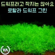 [비바소녀] 매력 터지는 로탈라드워프그린(6줄기) 초보수초 레이아웃 미니어항