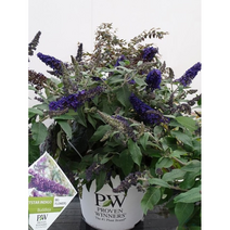 로켓스타인디고 붓들레아