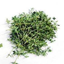 야채24닷컴 타임 허브 생잎 1팩 10g, 1개