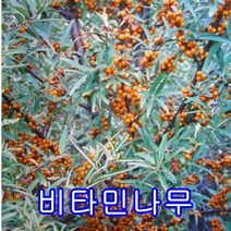 비타민나무 암5+숫2그루묶음.묘목.나무묘목.판매 유실수.꽃나무.과실수