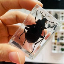 조각품 명확한 수지 문진 견본에있는 각종 곤충, 23 23