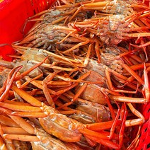 아주푸드 포항 구룡포 연지 홍게 2.5kg 3kg 박달 준박달 육수용 / 자숙 찜 제철 가격, 육수용 연지홍게 3kg(수율4~50%)