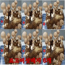 [P0000HAK] 사각 표고버섯 배지 6개묶음 학습 관찰 가정 아파트 재배 유치원 학교, 4세트