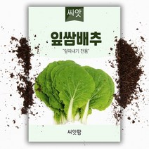 잎쌈배추 씨앗 (500립), 1개