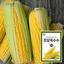 마이플랜트 노랑 초당옥수수 씨앗 채소 야채 텃밭