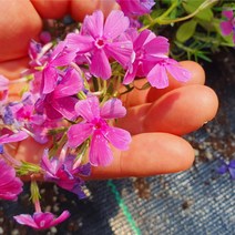 진안 꽃잔디 농원에서직접발송하는 꽃잔디포트묘, 보라(에메랄드), 100개