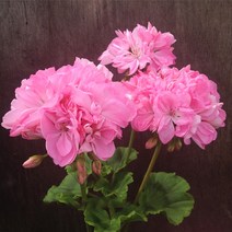 [어린모종]제라늄(영양계-조날) : 8cm분, 엠마 허슬러, 1개