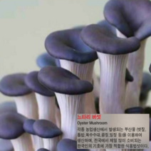 포천 농장 느타리 버섯 배지 1개 집에서 직접 키우는 가정용 키우기쉬운 무농약 친환경 키트 홈가드닝 베란다텃밭 실습 체험 학습 교육 어린이집 유치원 학교 사무실 복지관 노인정 국산
