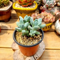 [이천다육] 애플미인 다육식물 랜덤발송