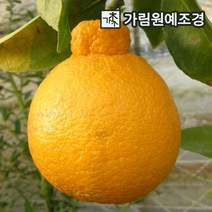 귤나무 유실수 가림원예조경, 한라봉 7치화분 결실주, 1개