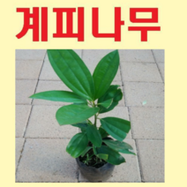 (D)육계나무(계피나무 시나몬)묘목 실생1 포트 1그루