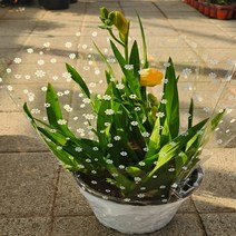 후리지아 화분직경15cm 구근알뿌리화초 플랜테리어 화분선물