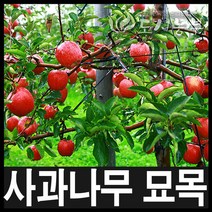 사과나무/사과묘목/사과나무묘목/종류별/도시농부