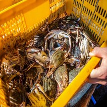 국내산 제철 활 생물 숫꽃게 1kg 꽃게 태안 인천 연평도 신진도, 1개