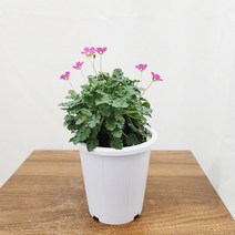 하늘꽃농원 생명력이 강한 근상 풍로초 야생화