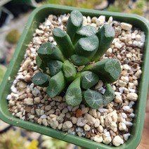 아퀼라스샵 만상 하월시아 다육식물, 1개