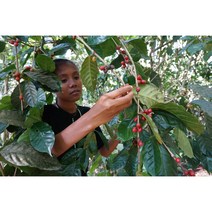 동티모르 커피 티모르테이블 에오스 블렌딩, 200g, 더치