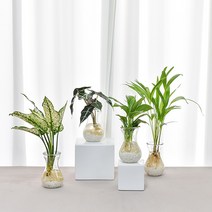 필플랜트 수경재배식물 호리병글라스 DIY세트 모음, 7.아레카야자, 호리병글라스 + 흰돌