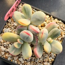 방울복랑금(9)98