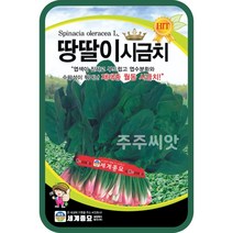 땅딸이시금치 35g / 씨앗 종자 텃밭 섬초 월동 나물 반찬 채소, 1개