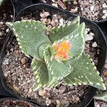 [올식스] 파우카리아 S 다육식물 다육이 키우기 공기정화식물 개업화분