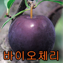바이오체리(흑자두)나무 접목1년특묘 나무 묘목 바이오체리나무