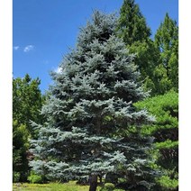 은청가문비 50cm 분, 1개