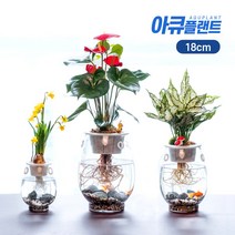 아큐플랜트 어항 화분 소형 18cm 미니어항 수중 수경재배 수초어항 사무실 거실인테리어, 18어항_테이블야자세트