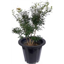 순희농장 미니석류묘목 꽃석류나무묘목 화분50cm, 미니석류 50cm (화분 1개)