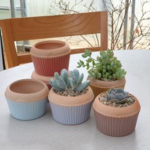 머핀모양 6종 다육화분, 머핀모양 6종 다육화분+다육6종+배양토