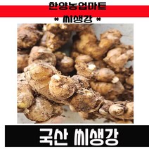 씨종자-씨생강 촉틔운 싹틔운 10kg 20kg국산생강 서산생강 종자 씨앗, 20kg
