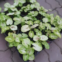 식물도매 대량구매 골드올루션 싱고니움 소품 10~25cm 35, 1개