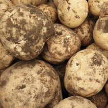 보성 햇 수미감자, 대, 3kg, 1개